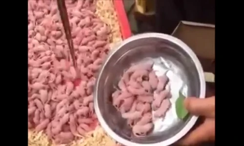 Nổi da gà với món thịt chuột sống chấm nước sốt