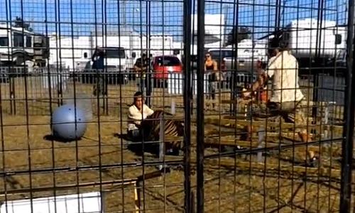 Hổ tấn công nữ huấn luyện viên xem mà sợ