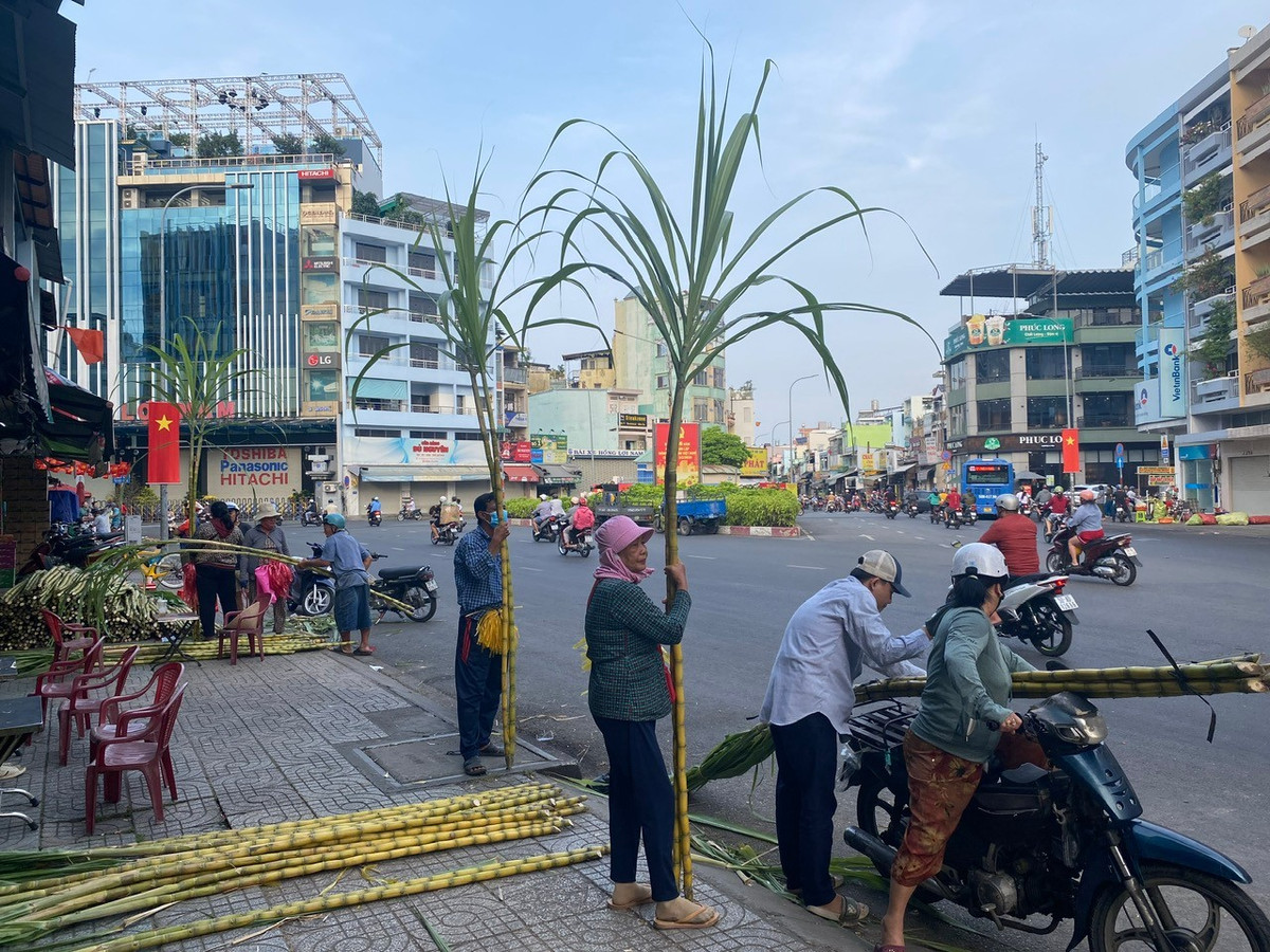 Những cặp mía thân vàng, thẳng, lóng dài đều được nhiều người ưu tiên lựa chọn.