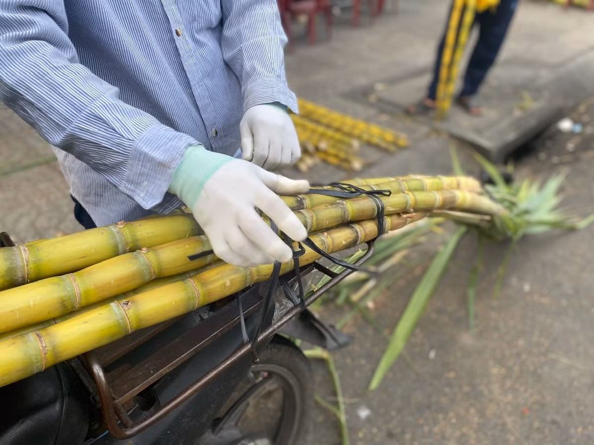 Theo quan niệm dân gian, mía có nhiều loại, nhiều màu, nhưng để cúng vía Ngọc Hoàng, người dân thường chọn mía thân vàng vì màu sắc tượng trưng cho sự sung túc, may mắn và trang trọng trong dịp đầu năm.