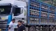 Xe tải chở 14 tấn heo bị dịch tả châu Phi về Hà Nội tiêu thụ