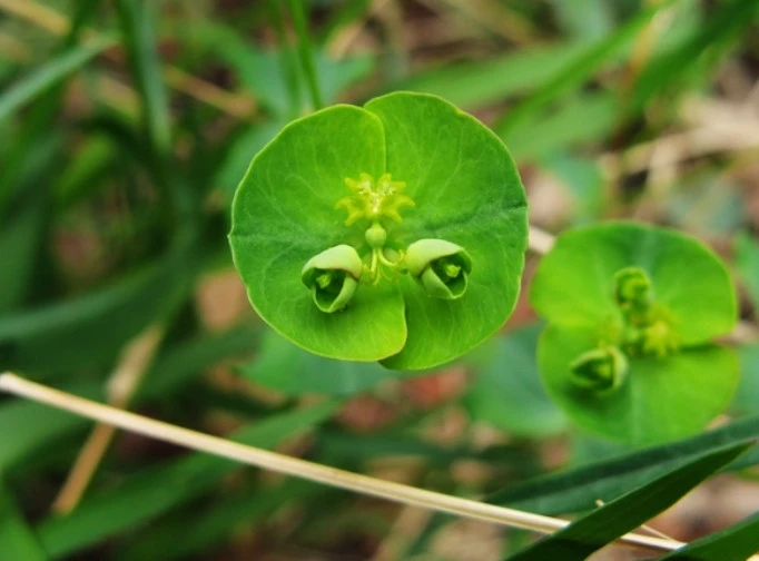 Loài cây kịch độc 'hút hồn' người nhìn, dù đẹp cũng nên tránh xa