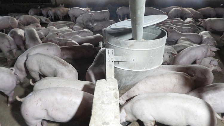 Hai ổ dịch tả lợn châu Phi tại một xí nghiệp chăn nuôi công nghệ cao ở xã Tân Hội và một hộ dân tại phường Bình Minh. 33.jpg