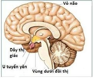 Biểu hiện u tuyến yên - Ảnh BSCC u-tuyen-yen-trong-so.jpg