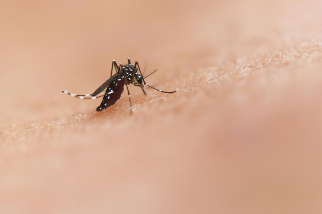 Bệnh Chikungunya không lây trực tiếp từ người sang người mà lây truyền qua trung gian là muỗi Aedes (cùng loại muỗi vằn truyền bệnh sốt xuất huyết) - Ảnh minh họa nguồn Internet muoi.jpg