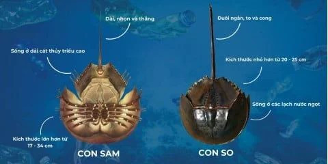 Dễ nhầm lần so sam và con so biển - Ảnh BSCC so-bien1.jpg