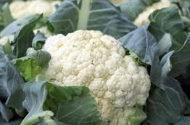 Súp lơ trắng chứa sulforaphane giúp bảo vệ tế bào da - Ảnh BSCC sup-lo-2792.jpg