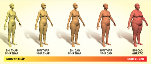 Chỉ số BMI và WHR và nguy cơ với sức khỏe - Ảnh BSCC eo-hong-1.png