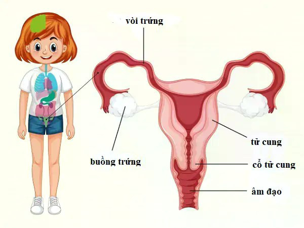 Cấu trúc vùng kín của bé gái - Ảnh minh họa nguồn Internet am-dao-2.jpg