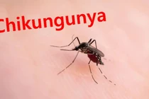 Cảnh báo nguy cơ tái xuất hiện bệnh Chikungunya