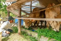 Cà Mau dự toán 623 tỷ đồng hỗ trợ sinh kế cho người nghèo