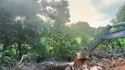 Khánh Hòa siết chặt phòng dịch cúm gia cầm và tả lợn châu Phi 