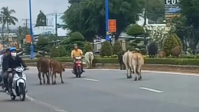 An Giang: UBND Phú Quốc yêu cầu xử lý nghiêm hành vi chăn thả rông gia súc