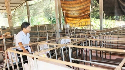 Đồng Nai triển khai giải pháp khẩn cấp phòng, chống dịch tả heo Châu Phi