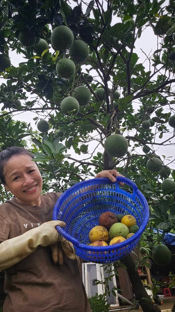Nghệ sĩ Tú Oanh thu hoạch trái cây trong vườn nhà sau đêm mưa. Ảnh: FB Oanh Le Tu