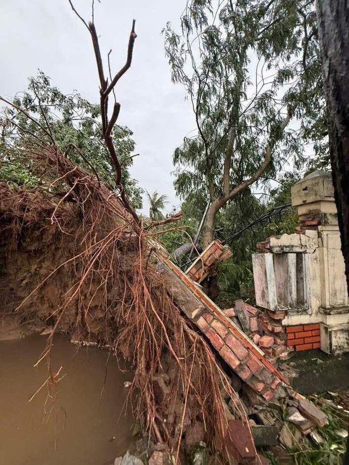 Cây to bật gốc