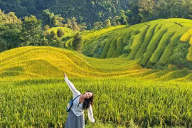 Trốn khỏi đông đúc, đến Séo Chong Hô thưởng lúa chín Tây Bắc