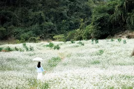 Tháng 11, khi những thửa ruộng bậc thang vừa thu hoạch xong, Mộc Châu (Sơn La) lại chìm trong sắc trắng tinh khôi của hoa cải. Cải trắng nở dọc các bản làng như Chiềng Xuân, Pa Phách, Nà Ka, Bó Bun – nơi nào cũng trở thành phông nền tuyệt đẹp cho những bức ảnh check-in mùa đông. Ảnh Lê Xuân Hải