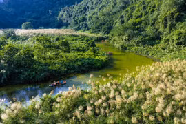 Mỗi cánh lau lay động trong gió, phản chiếu ánh nắng đầu ngày, tạo nên khung cảnh vừa thanh bình vừa tràn đầy sức sống. Sắc trắng tinh khôi của hoa nổi bật trên nền xanh của núi rừng và mặt nước, khiến du khách như lạc vào một miền cổ tích giữa đời thực.