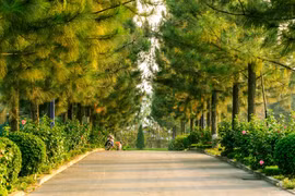 Khu sinh thái Đan Phượng dần thu hút rất nhiều bạn trẻ tới chụp choẹt cùng vườn hoa tam giác mạch, ruộng bậc thang và dã quỳ vàng rực rỡ. Ảnh digiticket