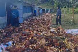 Hơn 3.000 con gà chết ngạt do chập điện ở Hà Tĩnh
