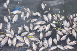 Điều tra nguyên nhân cá chết hàng loạt ở hồ Bồng Sơn