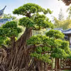 3 cây cảnh bonsai trồng trong nhà giữ gìn vượng khí, trấn an long mạch