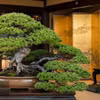 3 cây bonsai cát tường trong nhà mang lại may mắn, bình an