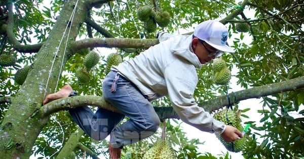 Kiếm tiền triệu mỗi ngày nhờ nghề gõ loại quả đầy gai