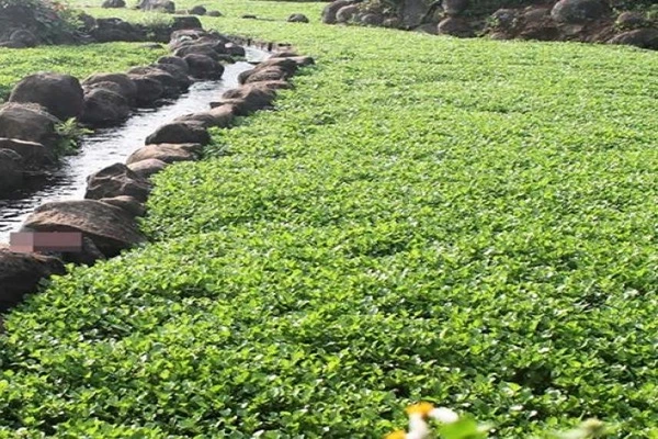 Cây dại trước vứt đi, nay hóa “mỏ vàng” dân thu hàng trăm triệu
