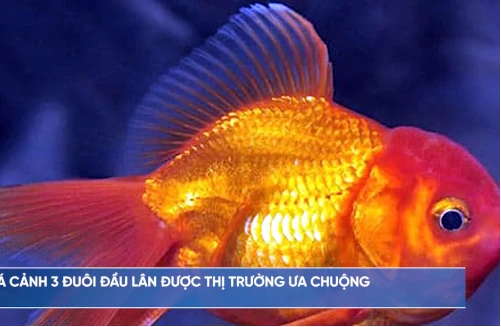 Nuôi cá đầu lân vảy rồng đẹp ma mị, nông dân thu tiền tỷ