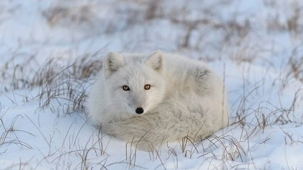 “Sát thủ” săn mồi độc đáo trong băng tuyết âm 70 độ C