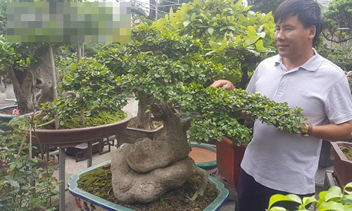 Bất ngờ: Một cây duối bonsai 40 tuổi gốc cực dị được trả 300 triệu