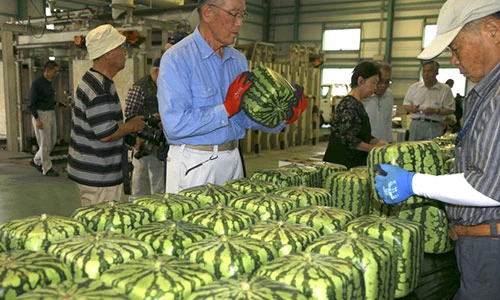 “Biến hóa” tròn thành vuông, quả ai cũng thích mang về hơn 1 tỷ