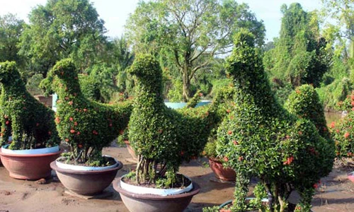 Kiểng gà quý hiếm giá hàng trăm triệu đồng mỗi cặp