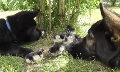 Video: Thích thú xem chó nhà chăm đàn vịt con