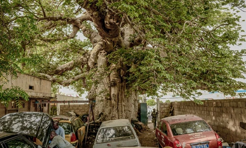 Cây thiêng trăm năm của Senegal chết dần trong thời hiện đại