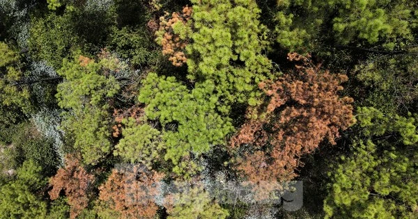 Cảnh rừng thông trụi lá, úa vàng do sâu róm tàn phá