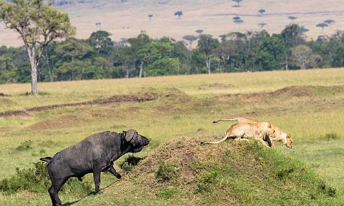 Trâu rừng quyết liệt đuổi 2 sư tử giành chỗ tắm nắng