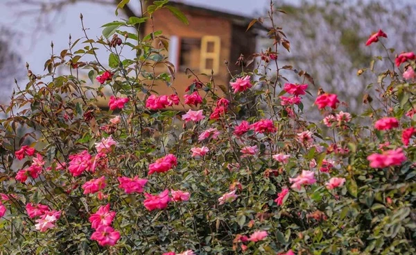 Thích mê vườn hoa tại bãi đá sông Hồng