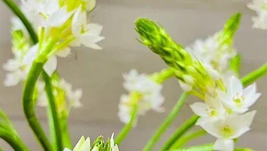 Video: Loài hoa đẹp kiêu sa khiến chị em “phát sốt“