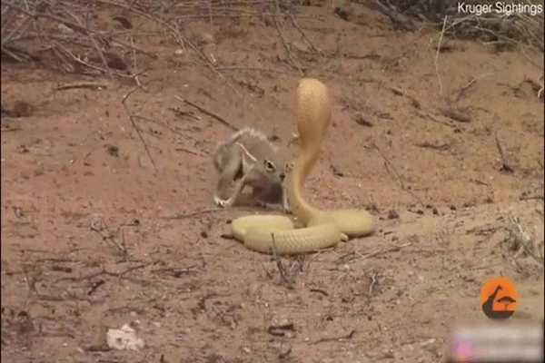 Video: Sóc đất cùng cầy mangut hợp sức đuổi rắn hổ mang và cái kết