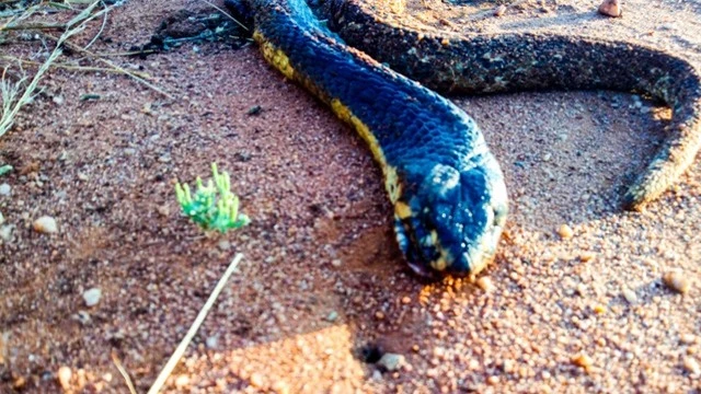 Rắn hổ mang hai đuôi và sự thật “kinh dị” 