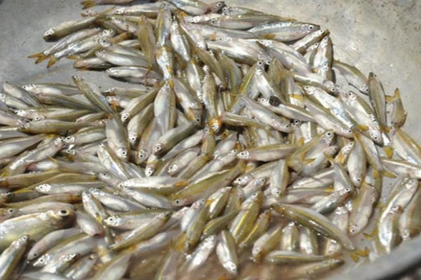 Loại cá “nhà nghèo” xưa rẻ bèo ở Việt Nam, nay bắt về bán 250.000/kg