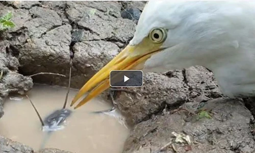 Video: con cò ngồi rình cá trê dưới hang nhiều giờ liền