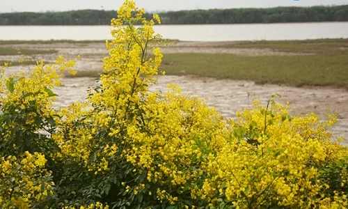 Đẹp mê hồn hoa giêng giếng rực vàng triền đê Hà Tĩnh