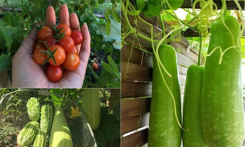 Bà mẹ Việt ở Đức tự cuốc đất, đào gạch để trồng rau sạch