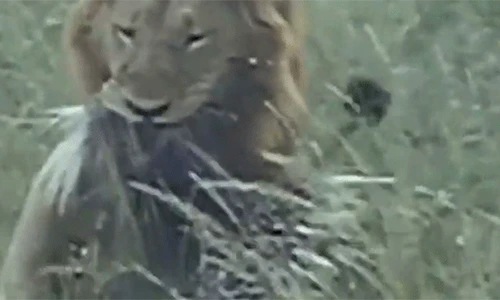 Video: Chúa sơn lâm nhịn đau săn nhím mình đầy gai