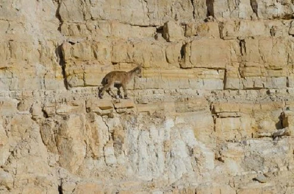 Video: Thót tim với màn leo núi của sơn dương con