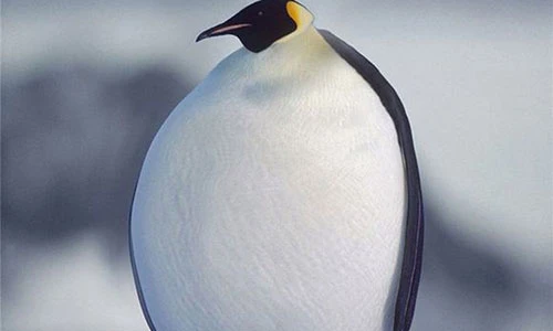 Không nhịn được cười với các động vật béo phì sau khi... đón tết 